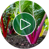 Gardening Video Healthygarden